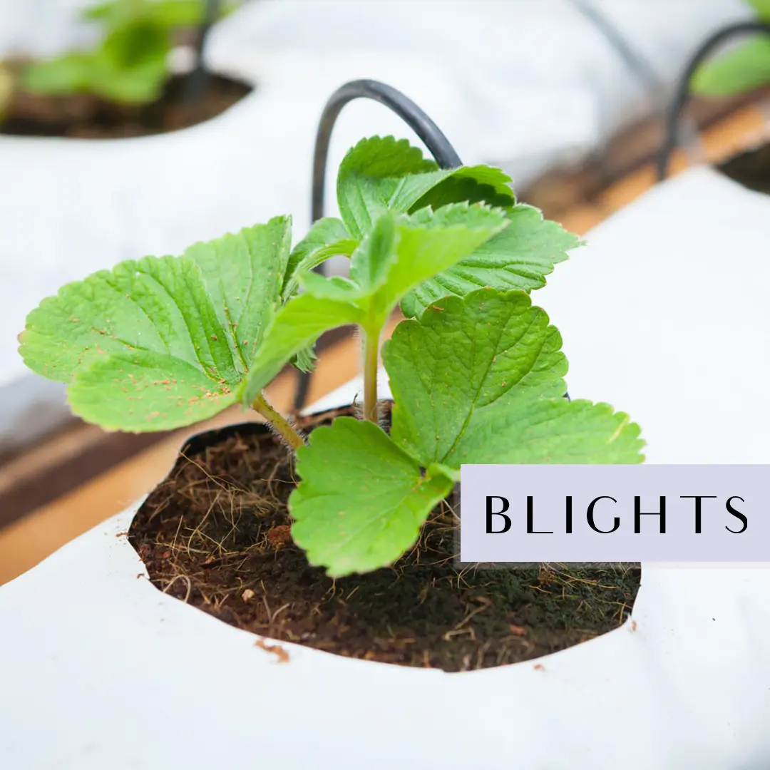 COCO Peat Grow Bags Slabs -a2