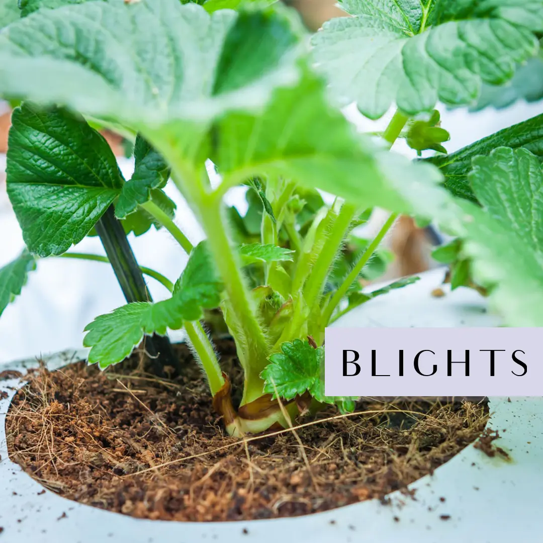 COCO Peat Grow Bags Slabs -a3