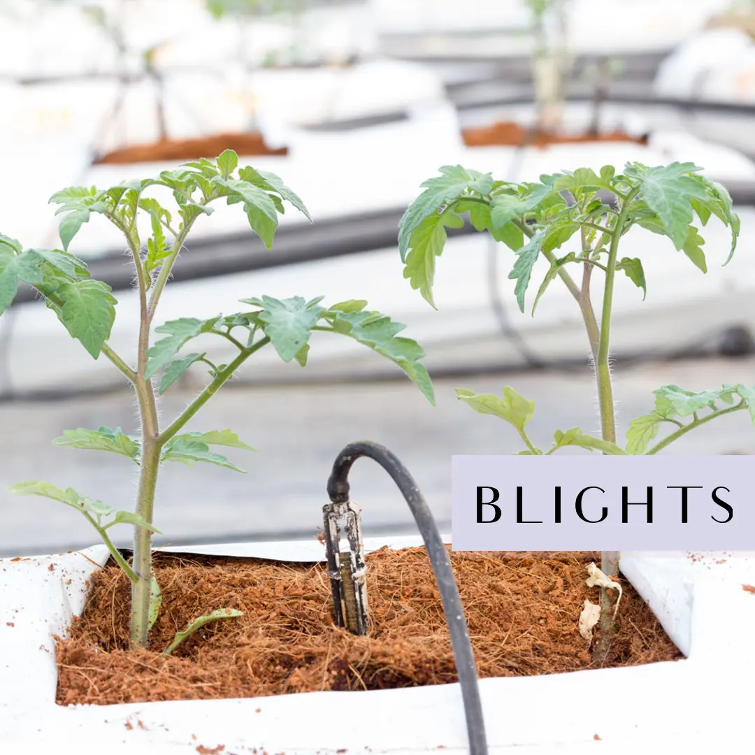 COCO Peat Grow Bags Slabs -a4