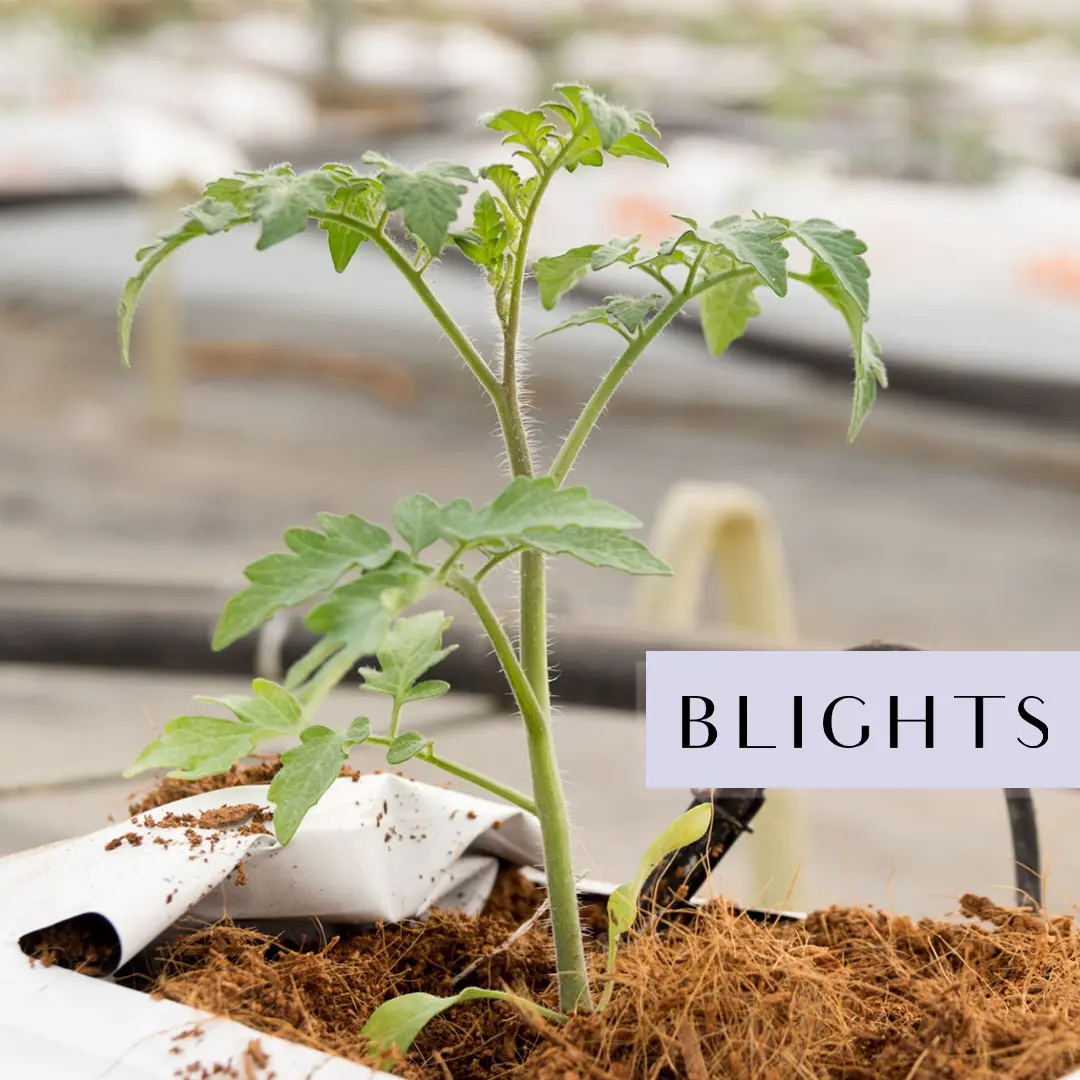 COCO Peat Grow Bags Slabs -a5