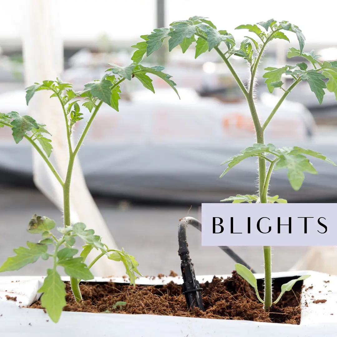 COCO Peat Grow Bags Slabs -a6